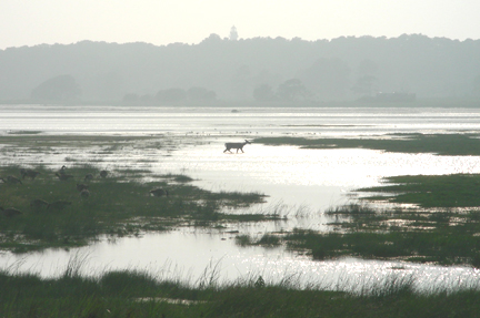 A deer walks along the Snow Goose Pool in the Assateague Island National Seashore, 2006-07-27