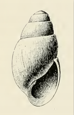 <i>Aartsenia</i> Genus of gastropods