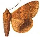 <i>Achaea indeterminata</i> Species of moth