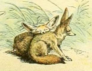 File:Adolphe Millot mammiferes A (16-Fennec).jpg