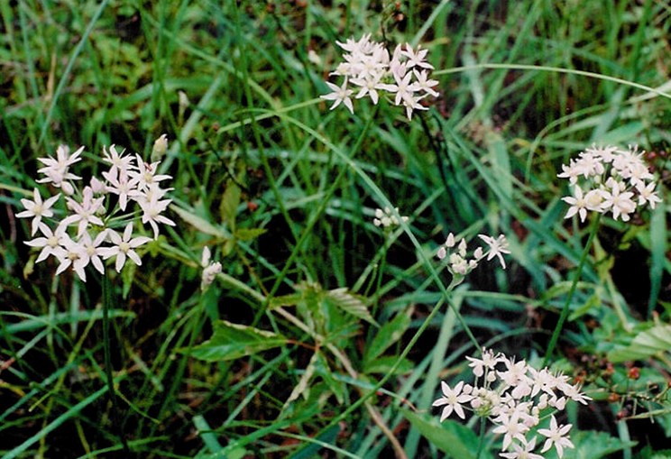 File:Allium speculae.jpg