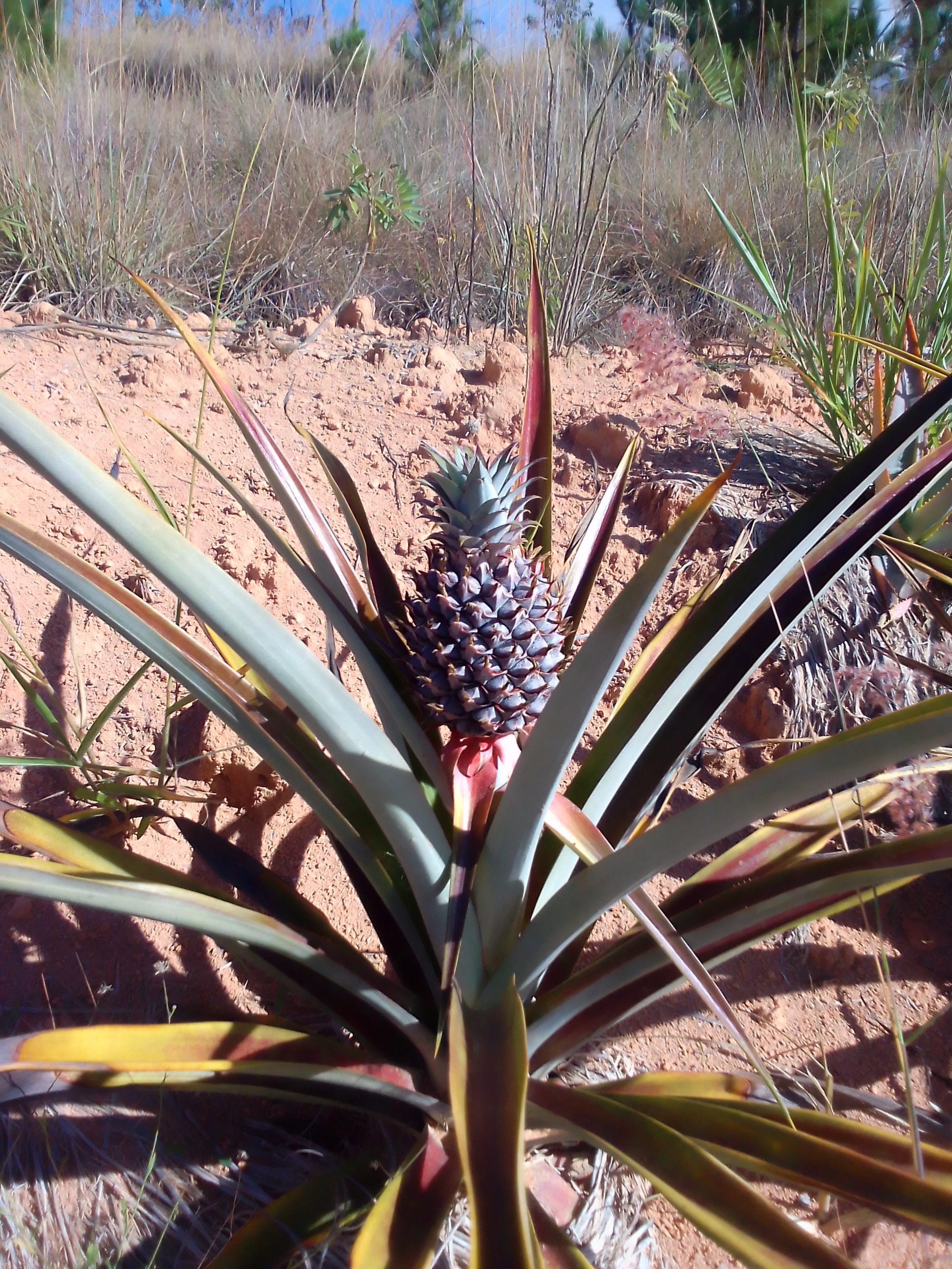 Ananas — Wikipédia