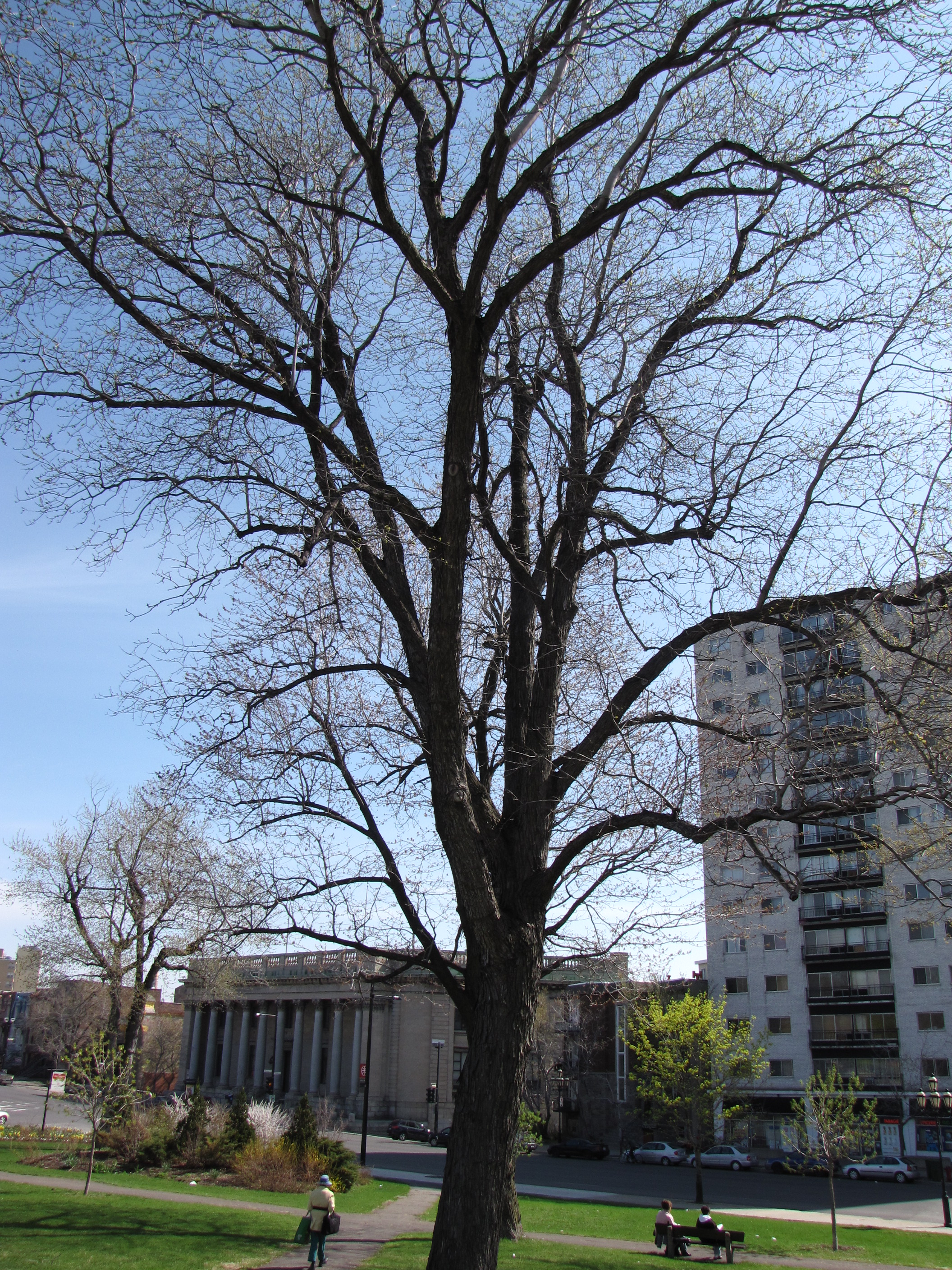 File Arbre magnifique  en avril rue Sherbrooke vu du 