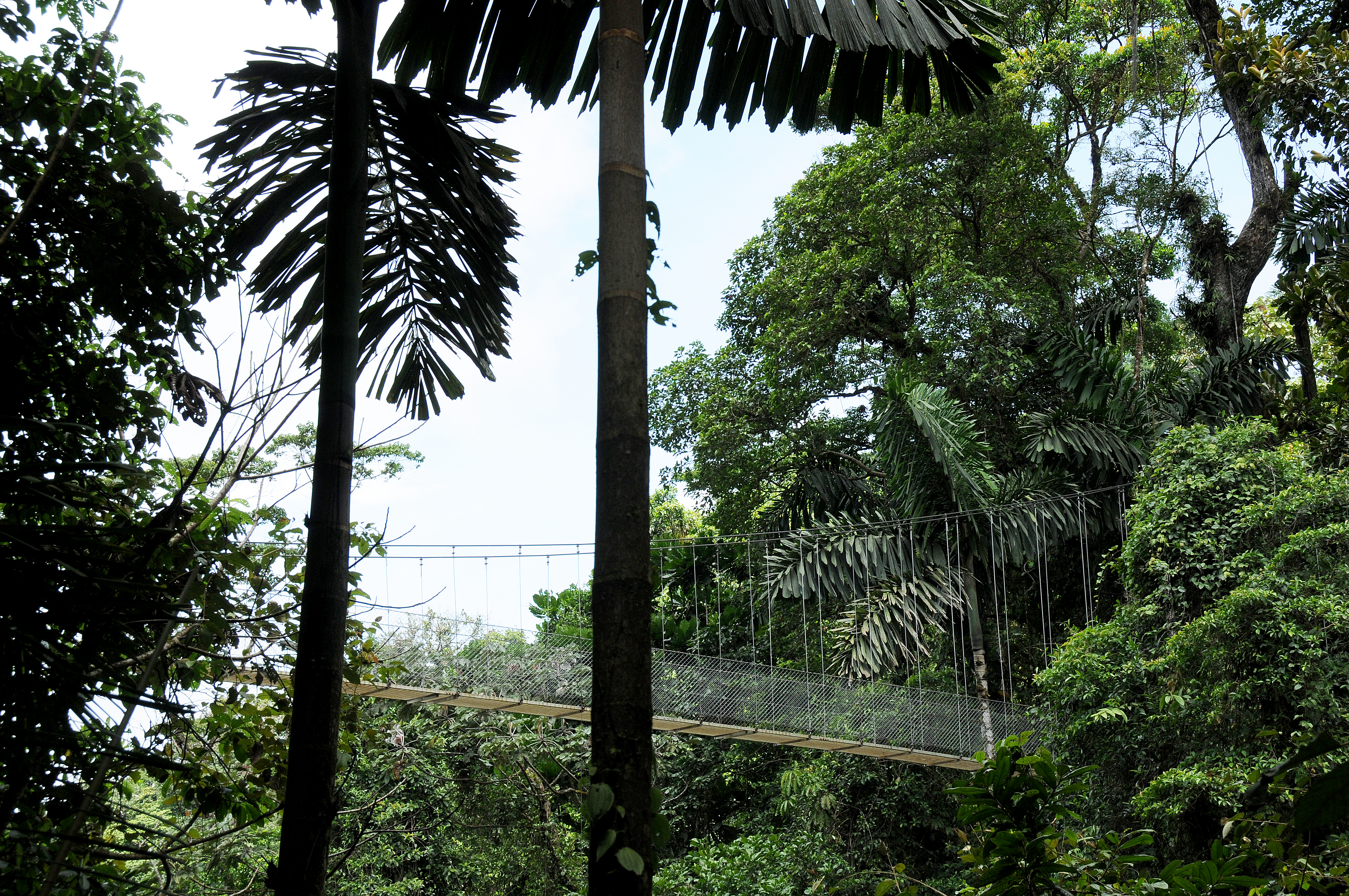 Arenal Hanging Bridges 0685 adj.jpg