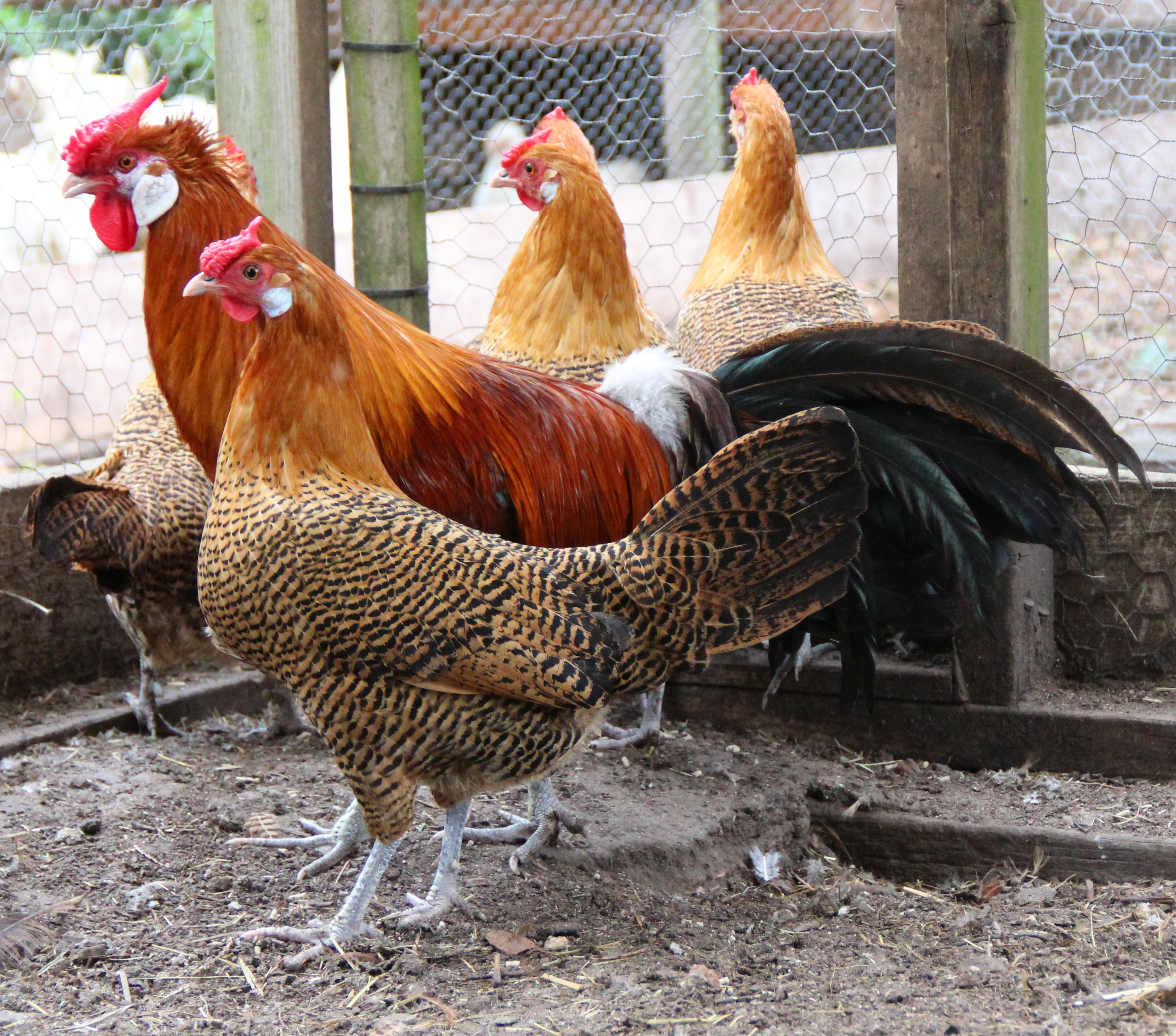 List of chicken breeds - Wikipedia