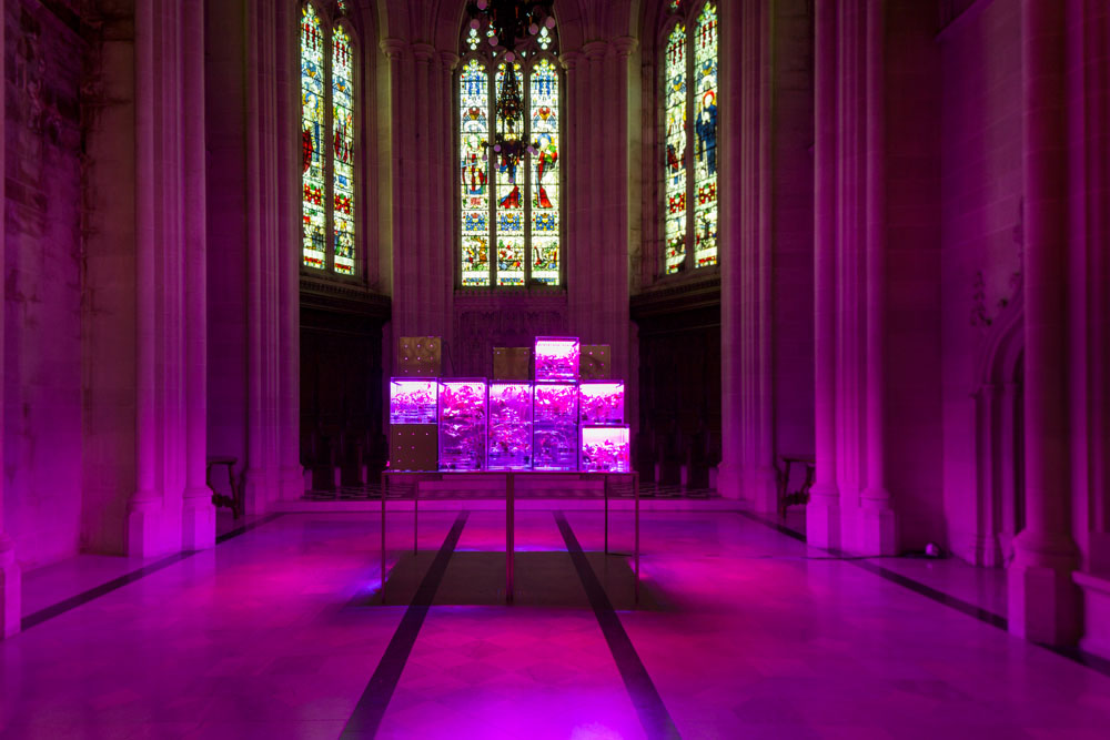 Suzanne Anker: ''Astroculture (Eternal Return''), 2015. Vegetable producing plants grown from seed using LED lights. Galvanized steel cubes, plastic, red and blue LED lights, plants, water, soil and no pesticides. 42 x 14 x 14 in (106.65 x 35.65 x 35.65&nbsp;cm) each set.
Installation view at "The Value of Food", 2015. The Cathedral Church of Saint John the Divine, NYC.
