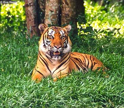 File:Bengaltiger (Panthera tigris tigris).jpg