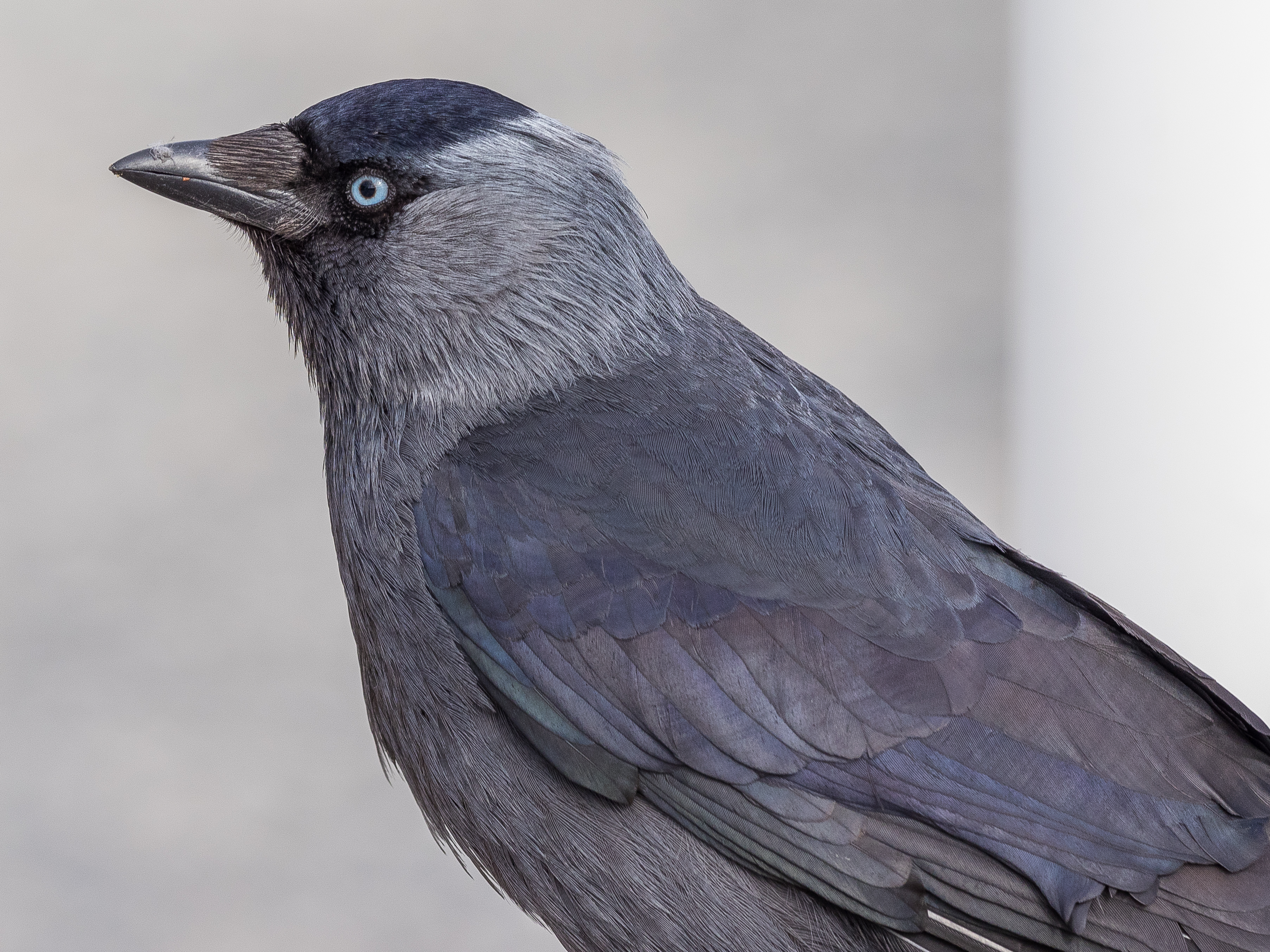 The Jackdaws, Rooks and Crows of Stonehenge - Silent Earth