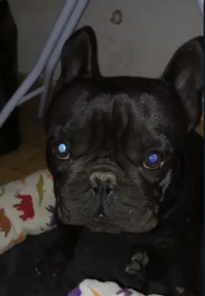 Archivo:Black French Bull Dog.png - Wikipedia, la enciclopedia libre