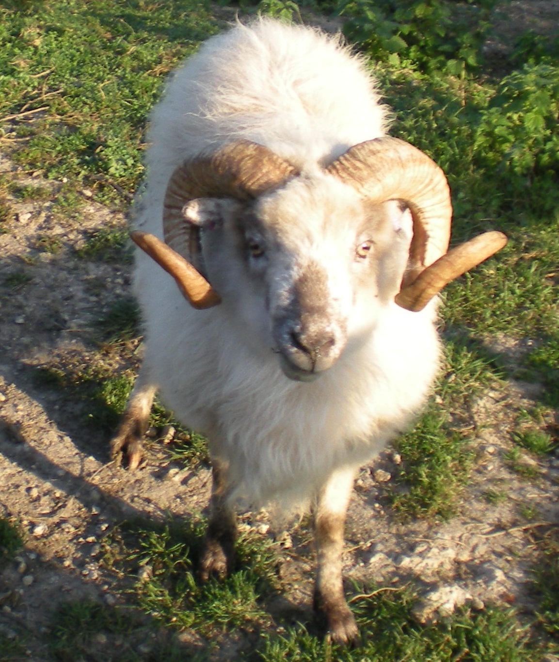 Cừu Boreray – Wikipedia tiếng Việt