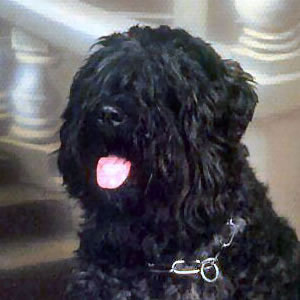 File:Bouvier des Flandres-Head.jpg