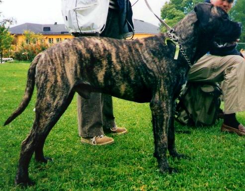 dark brindle bullmastiff