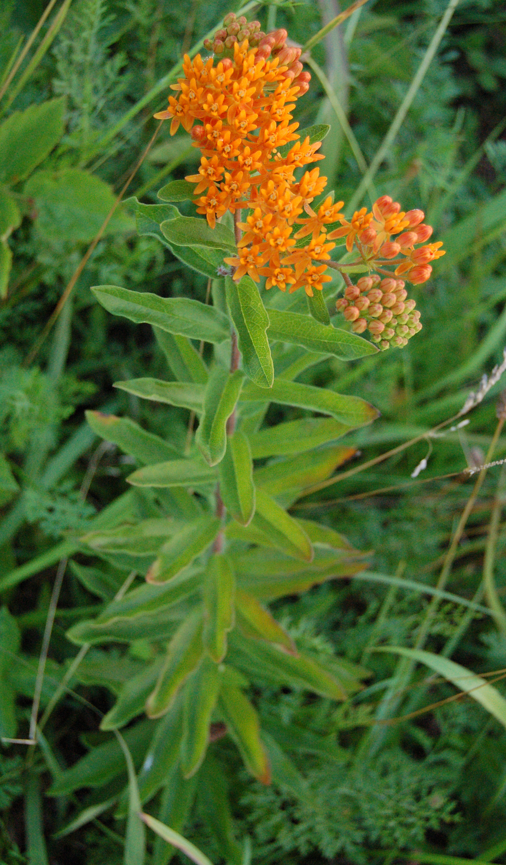 File:Butterfly Weed Whole Flowering Plant 1676px.jpg - Wikipedia