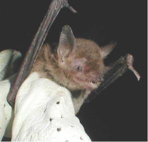 The average adult weight of a Cave myotis is 9 grams (0.02 lbs)