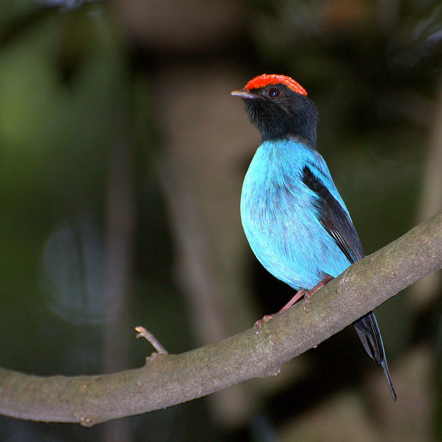 The Manakin Bird