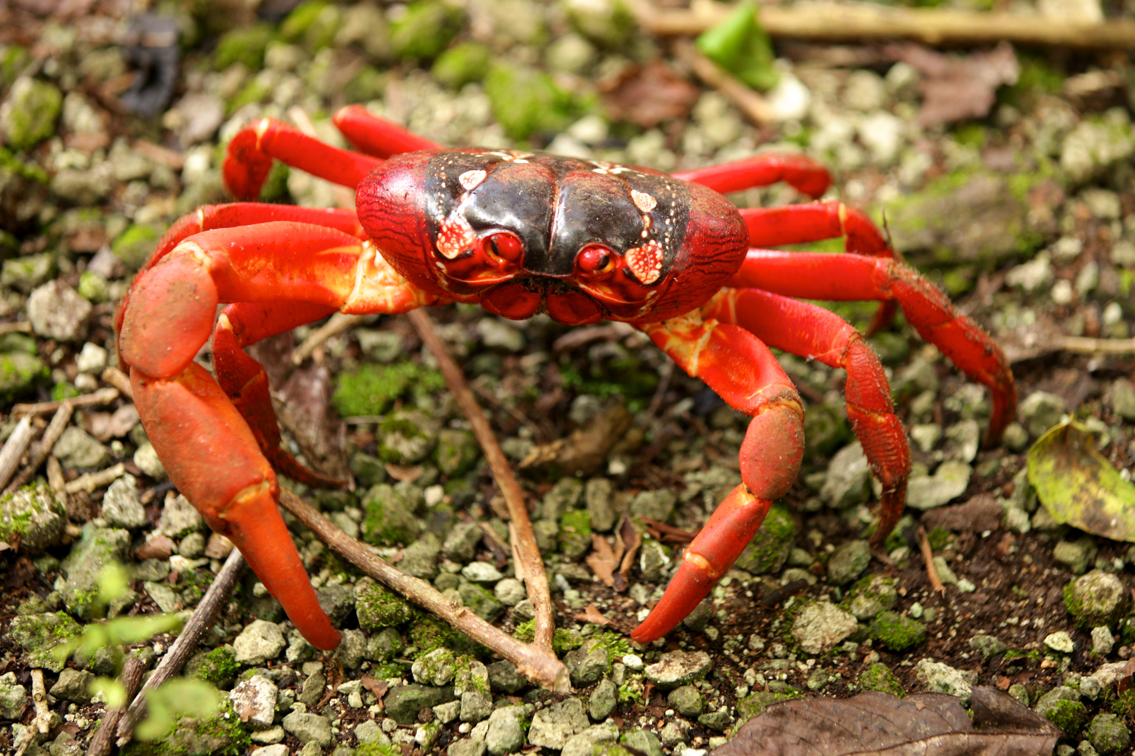 gåde passage Blossom Christmas Island red crab - Wikipedia