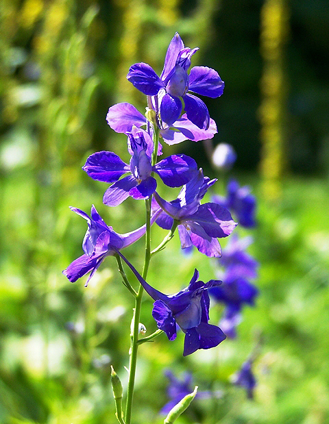 Полевой цветок с фиолетовыми цветами - 79 фото