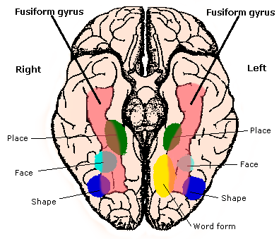 File:Constudproc - inferior view (Fusiform gyrus).png ...
