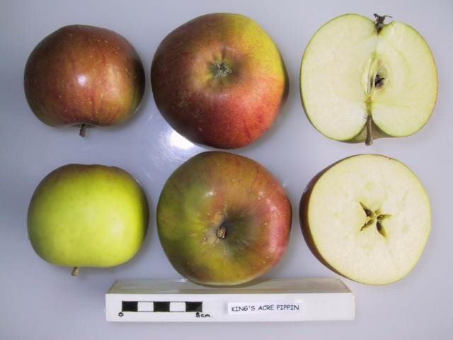 File:Cross section of King's Acre Pippin, National Fruit Collection (acc. 1957-184).jpg