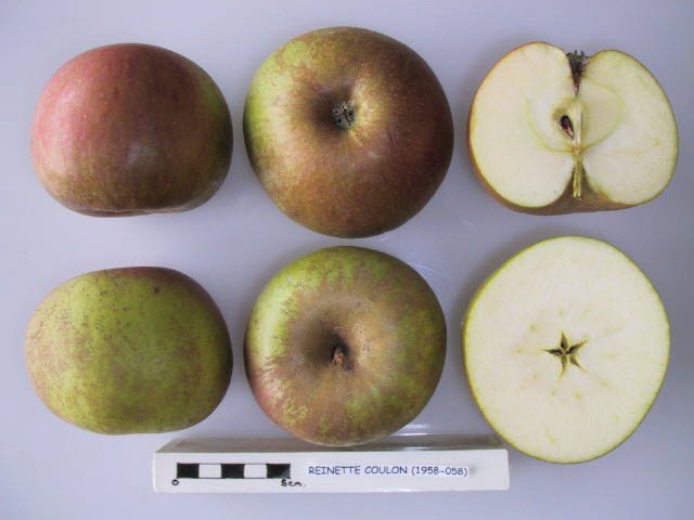 File:Cross section of Reinette Coulon, National Fruit Collection (acc. 1958-058).jpg