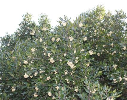 File:Curtisia dentata foliage and berries - SA.jpg