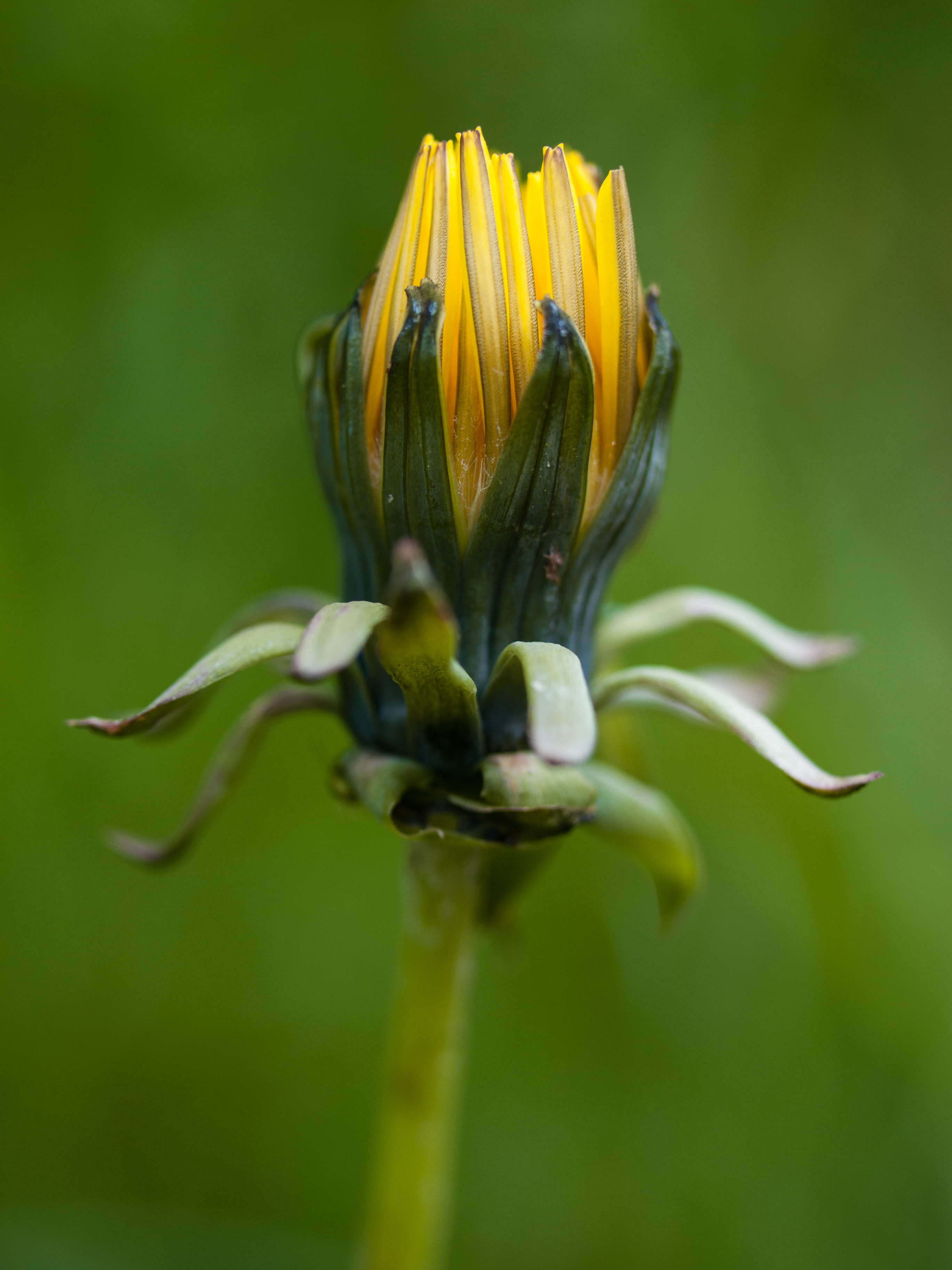 File Dandelion Closed.jpg Wikimedia Commons