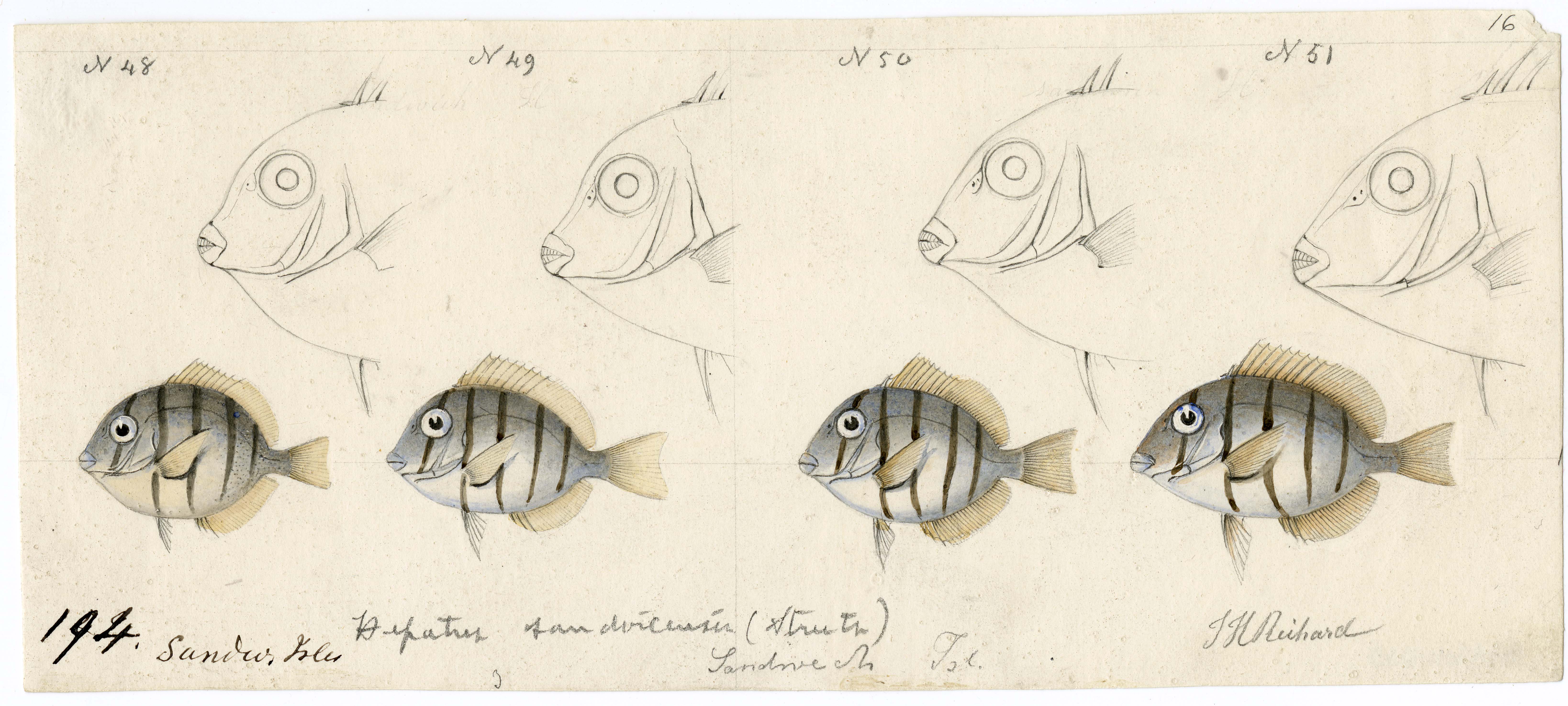 https://upload.wikimedia.org/wikipedia/commons/5/56/Drawing_of_fish_observed_in_the_Hawaiian_Islands_%288158983908%29.jpg