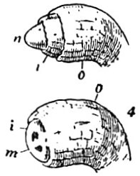 File:EB1911 Flower - development of an ovule - later stage.jpg