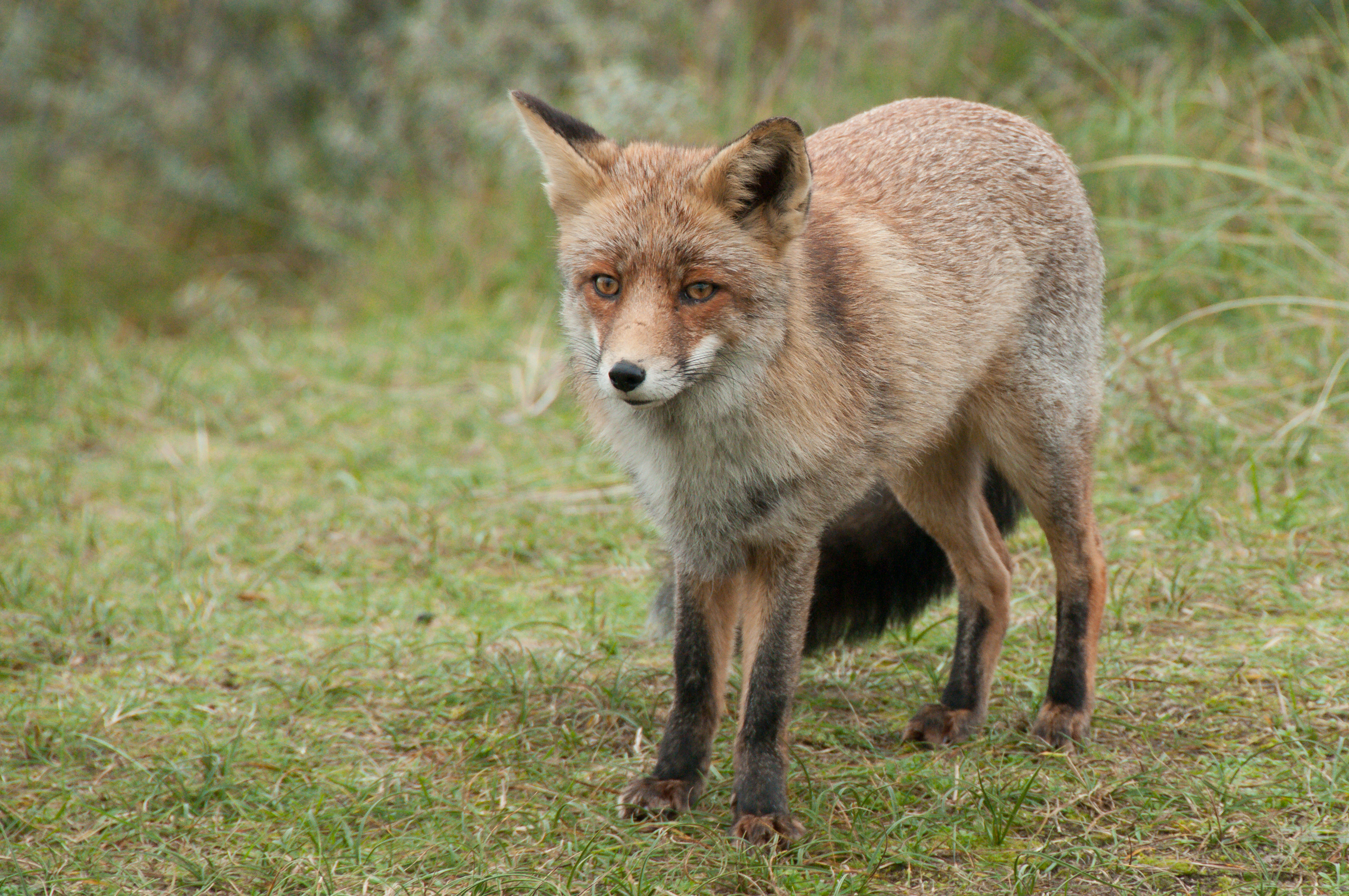 Vulpes перевод