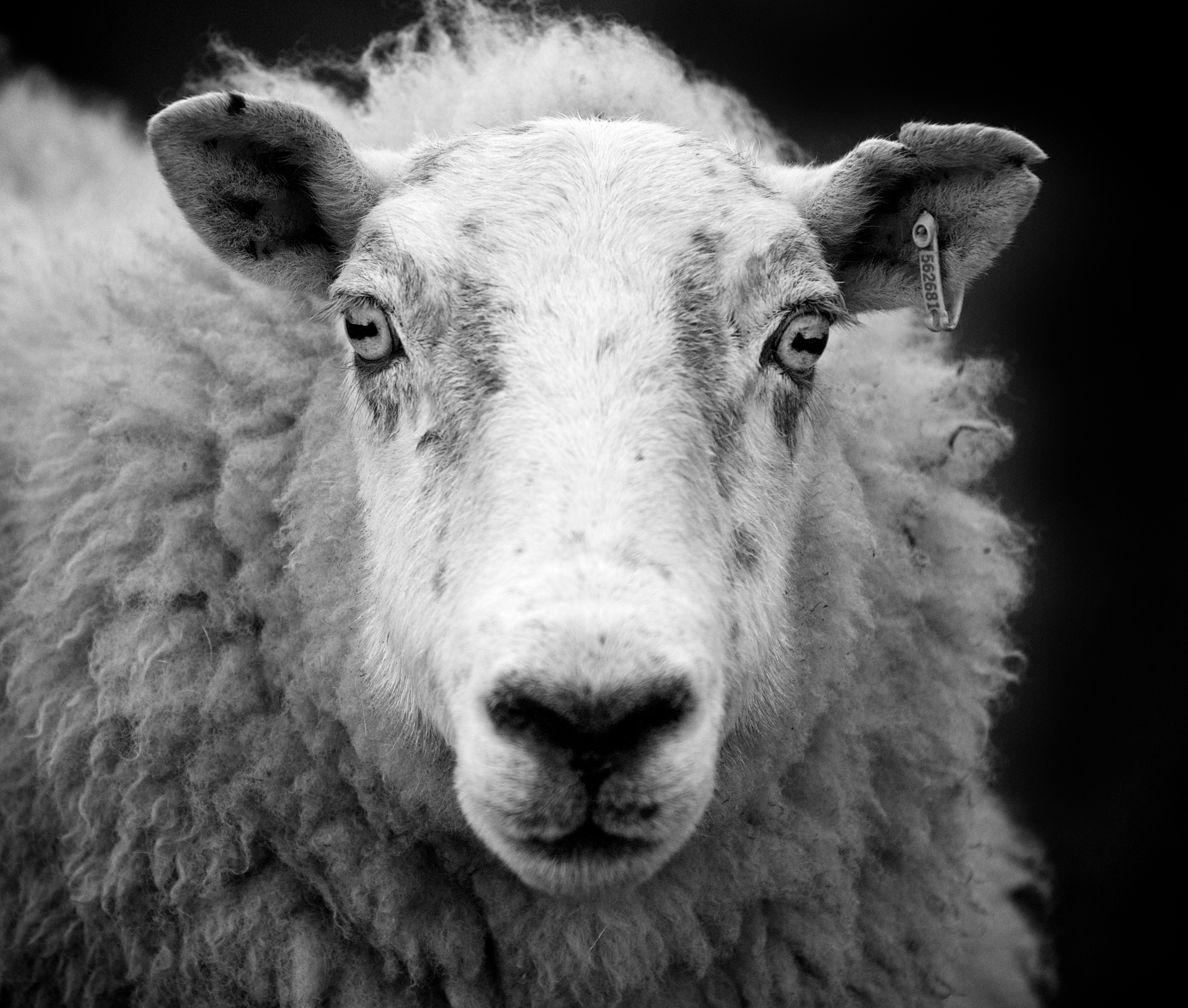 File Ewe Sheep Black And White jpg Wikimedia Commons