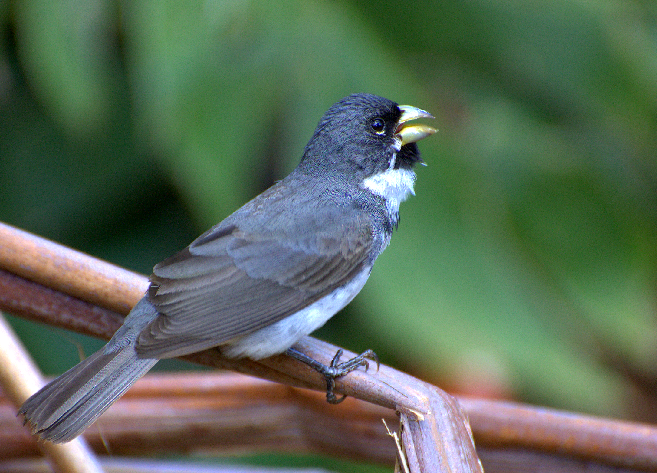 Sporophila caerulescens ( coleirinho ou Papa-capim ou Cole…