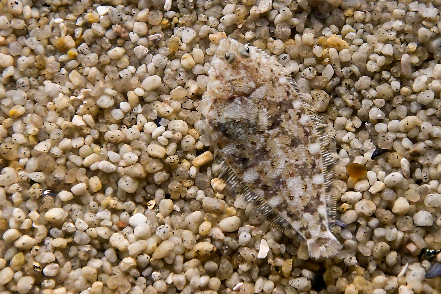 Flatfish - Pleuronectidae. Flat Fish Laying Under the Sand on the Sea  Bottom, Camouflage on the Ocean Floor Stock Photo - Image of  scophthalmidae, natural: 169170626