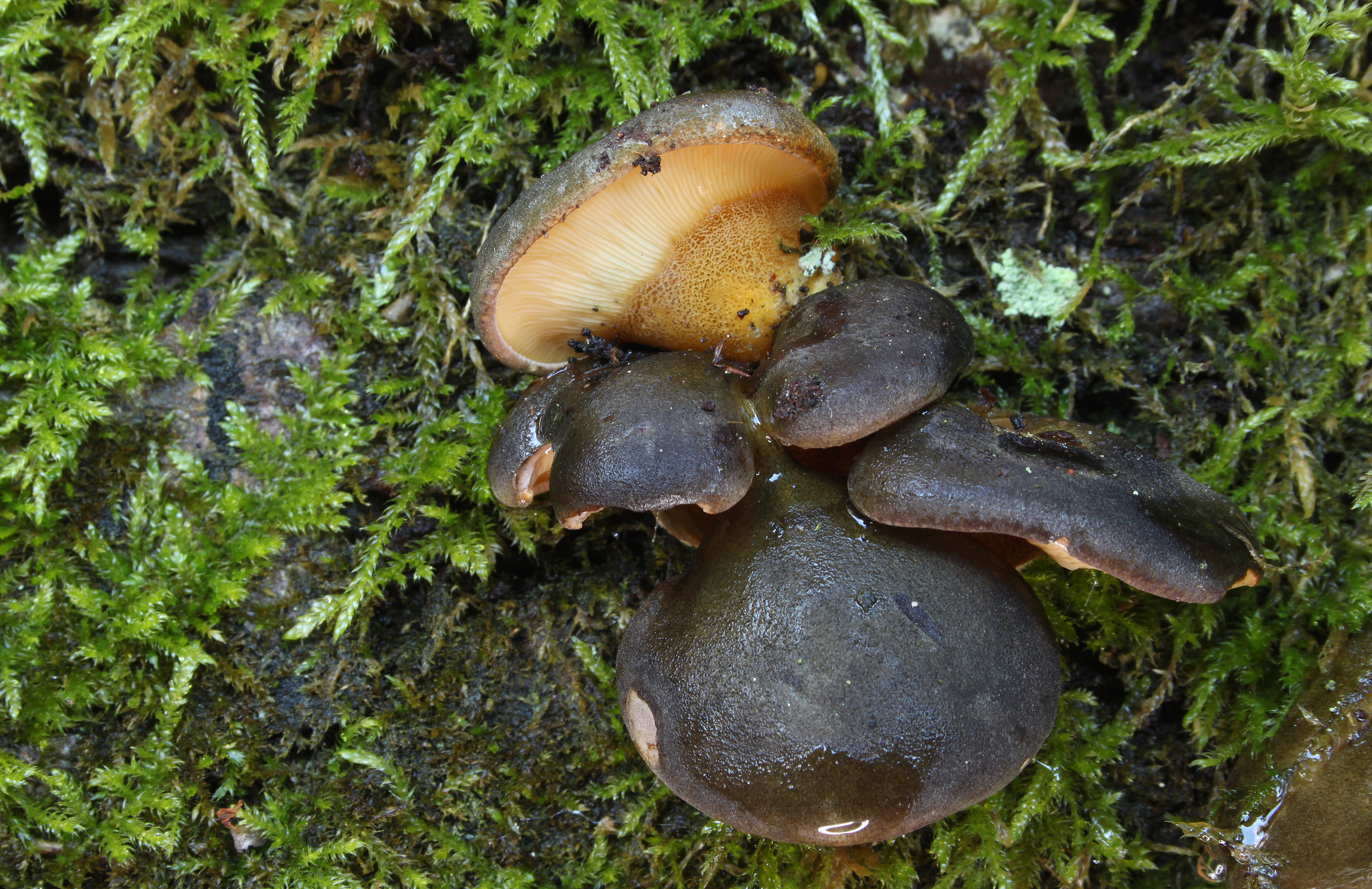 Грибы каких цветов. Panellus serotinus. Панеллюс поздний (Panellus serotinus). Гриб Панеллюс съедобный. Грибы которые едят сырыми.