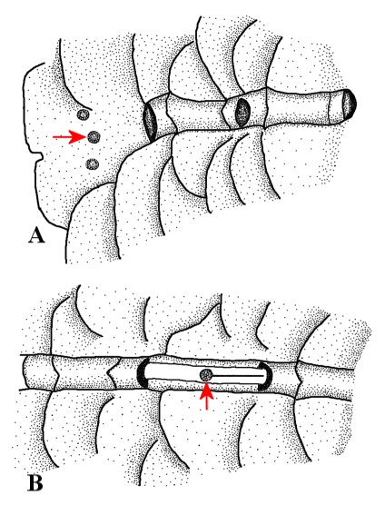 File:Gvozdarus svetovidovi lateral line.jpg