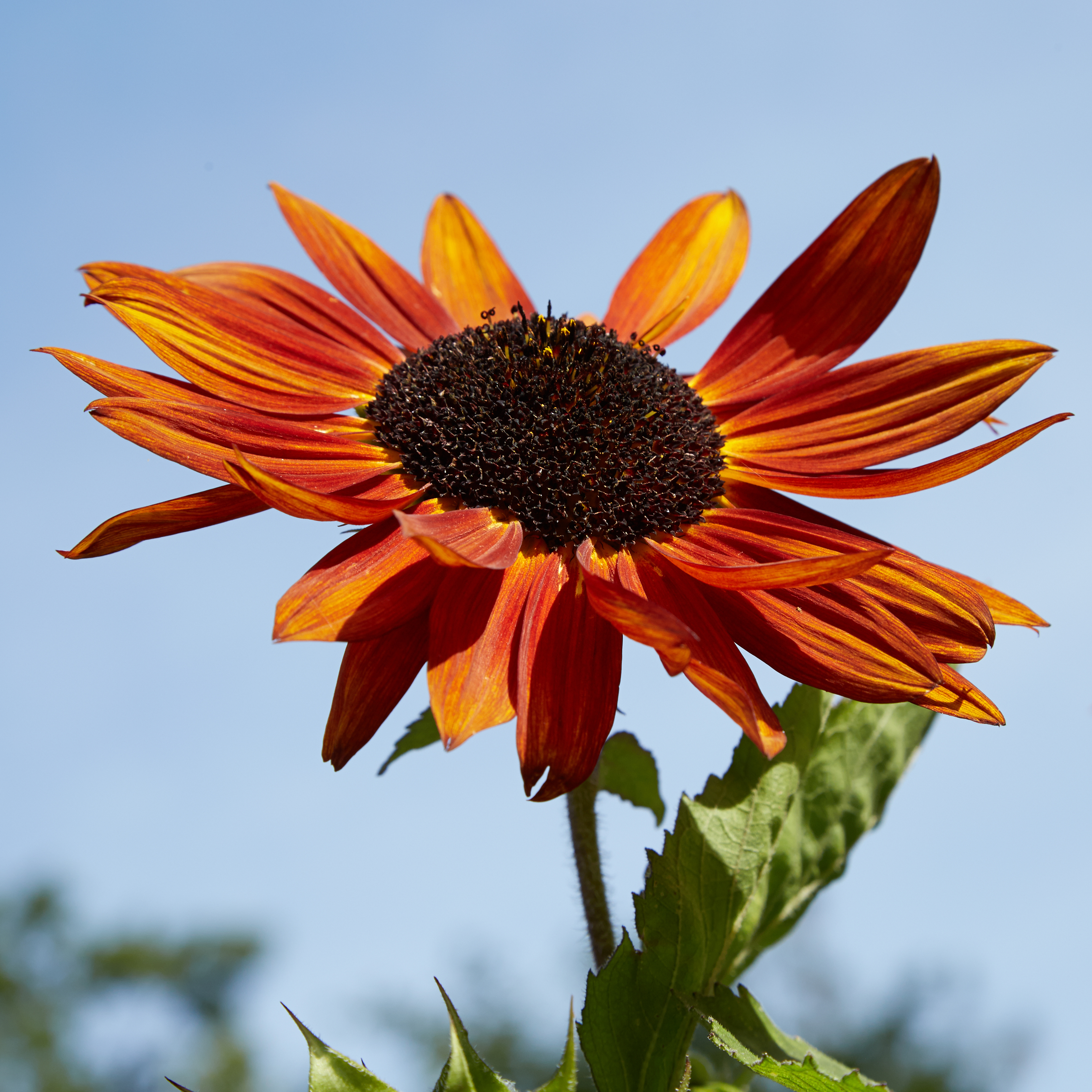 Helianthus argophyllus