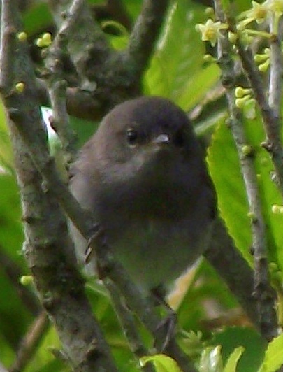 File:Juvenile Grey Warbler (cropped).JPG