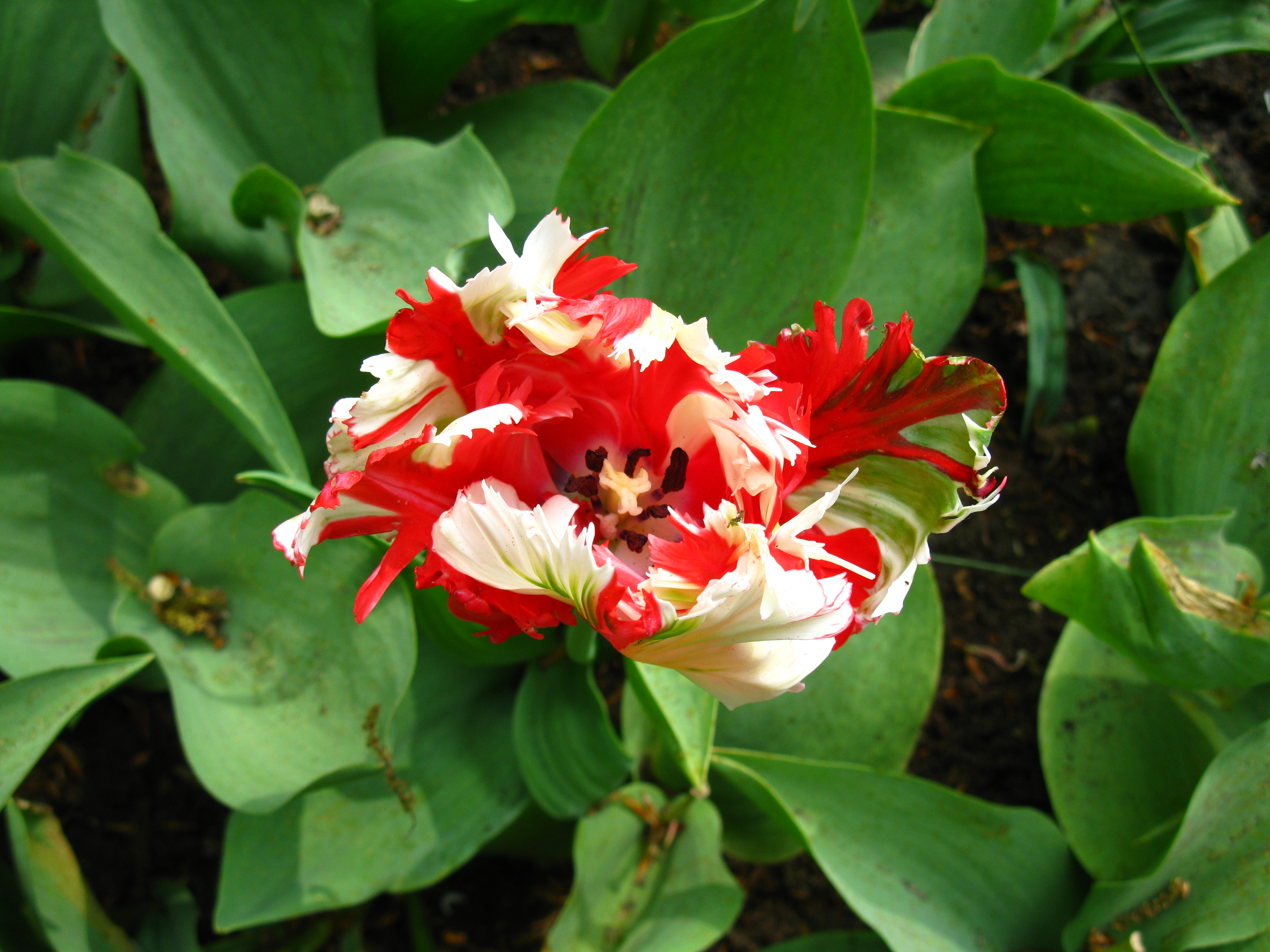 Fichier:Keukenhof tulipe rouge et blanche.JPG — Wikipédia