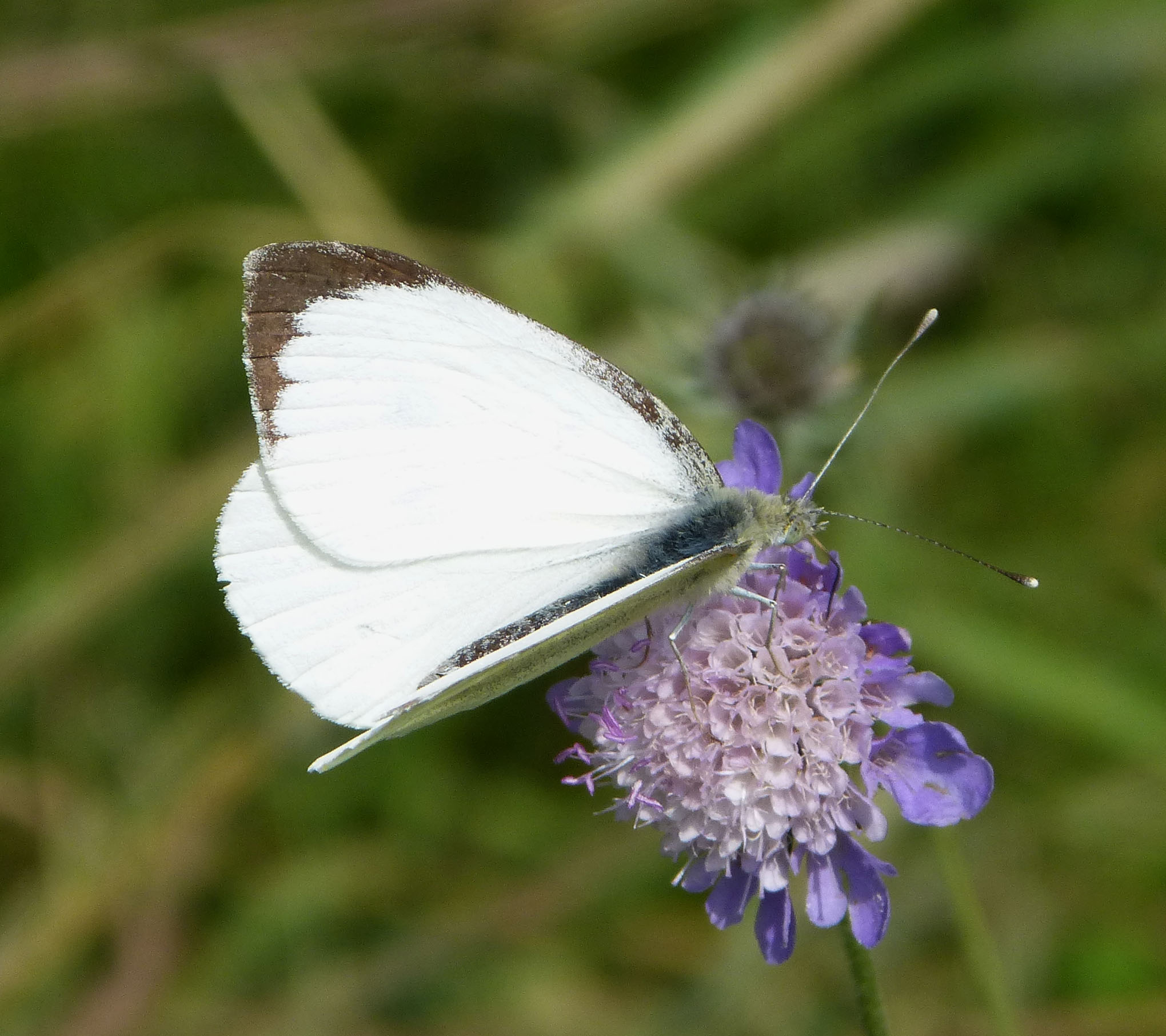 Pieris brassicae - Wikipedia