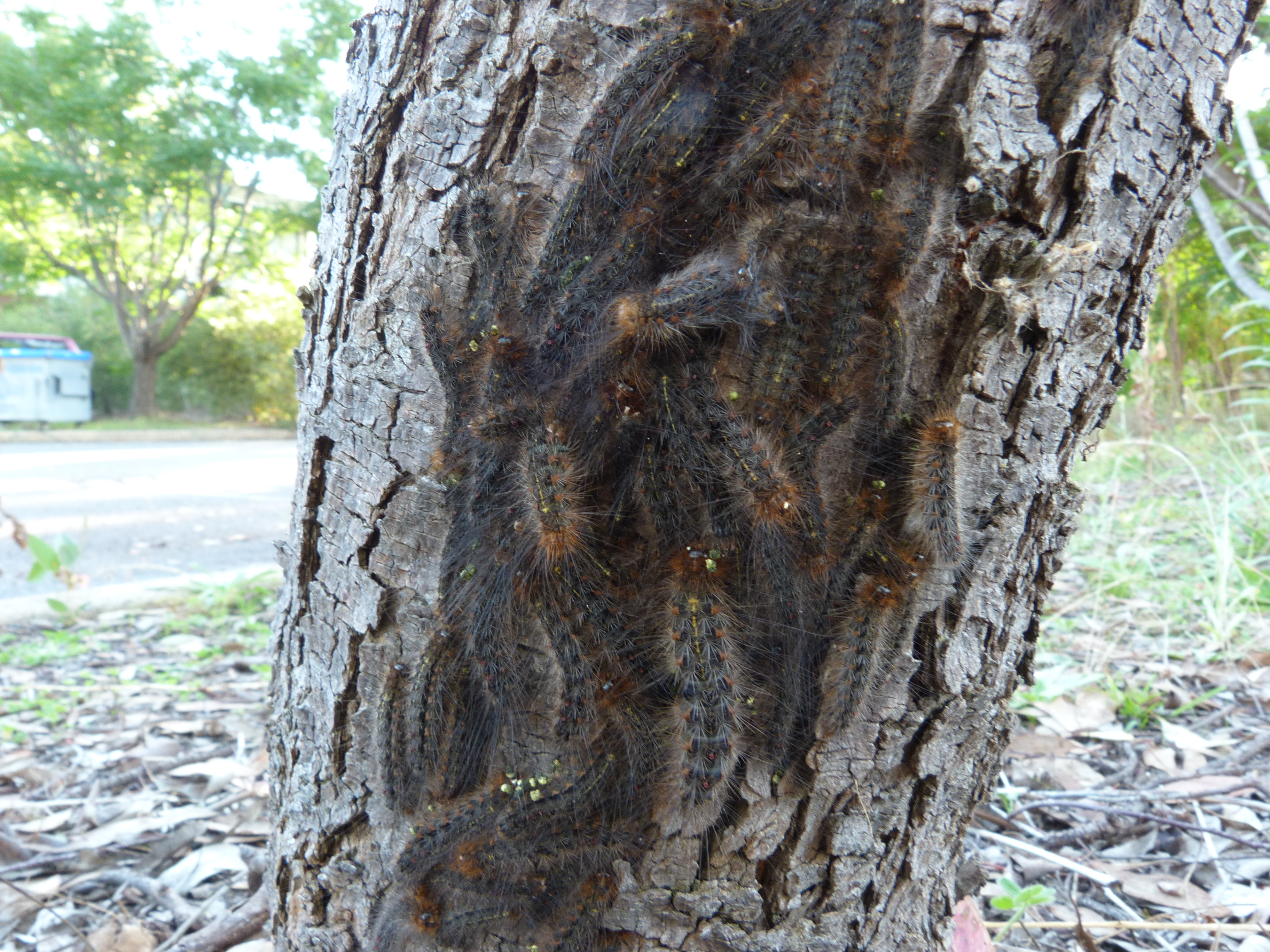 https://upload.wikimedia.org/wikipedia/commons/5/56/Leptocneria_reducta_larvae_1.jpg