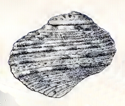 File:Lunella cinerea 001.jpg