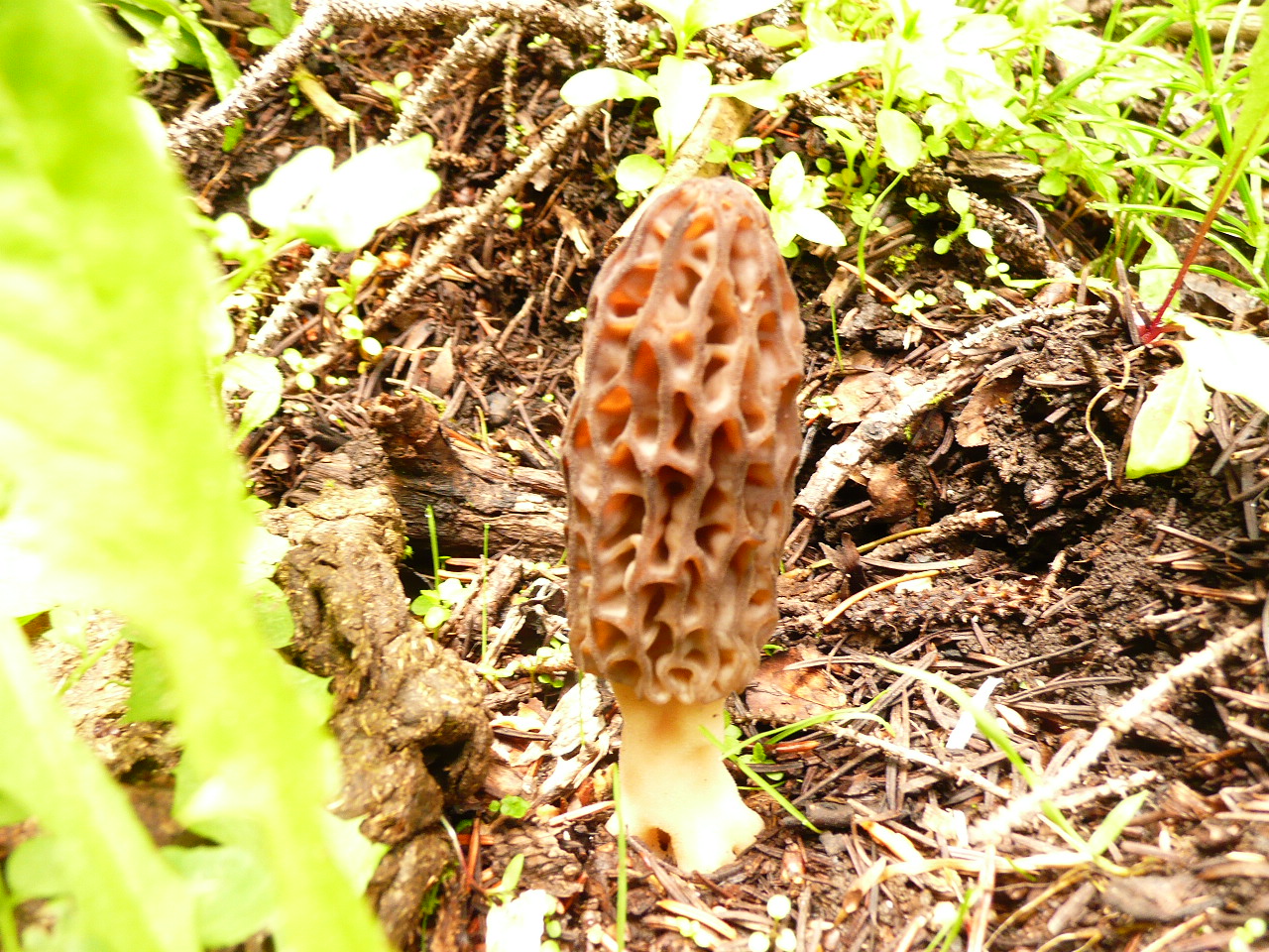 Morel mushroom growing in a forest.jpg. 