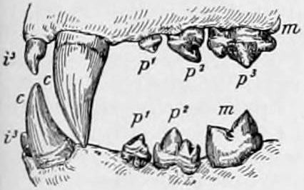 File:NIE 1905 Lion - teeth.jpg