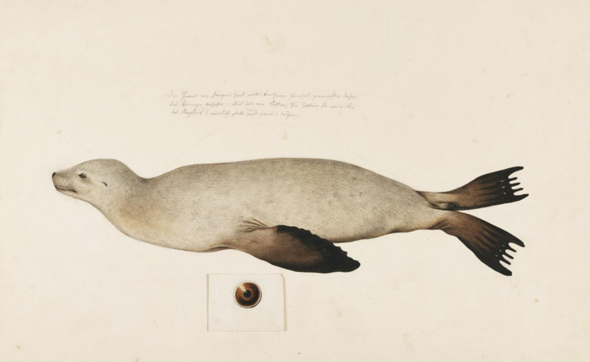 Sea lion - Wikipedia