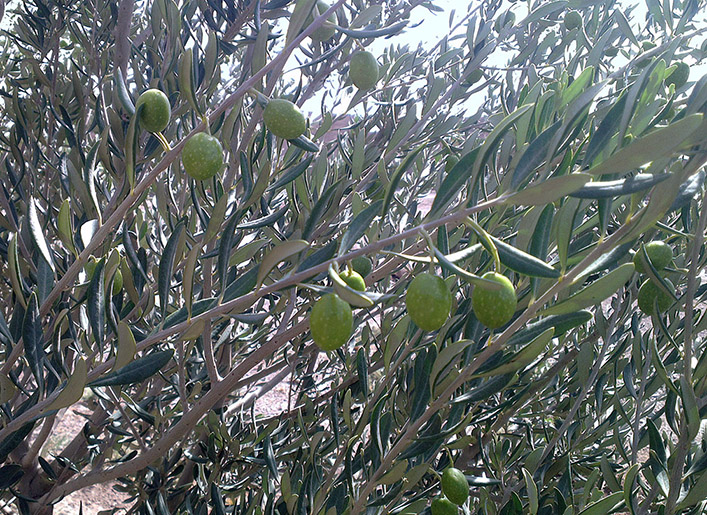 File:Olive trees in Saveh.jpg