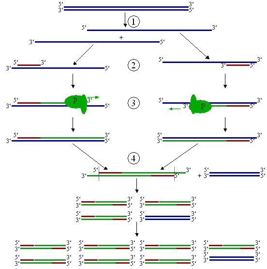 Phản Ứng Chuỗi Polymerase