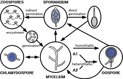 The lifecycle of Phytophthora