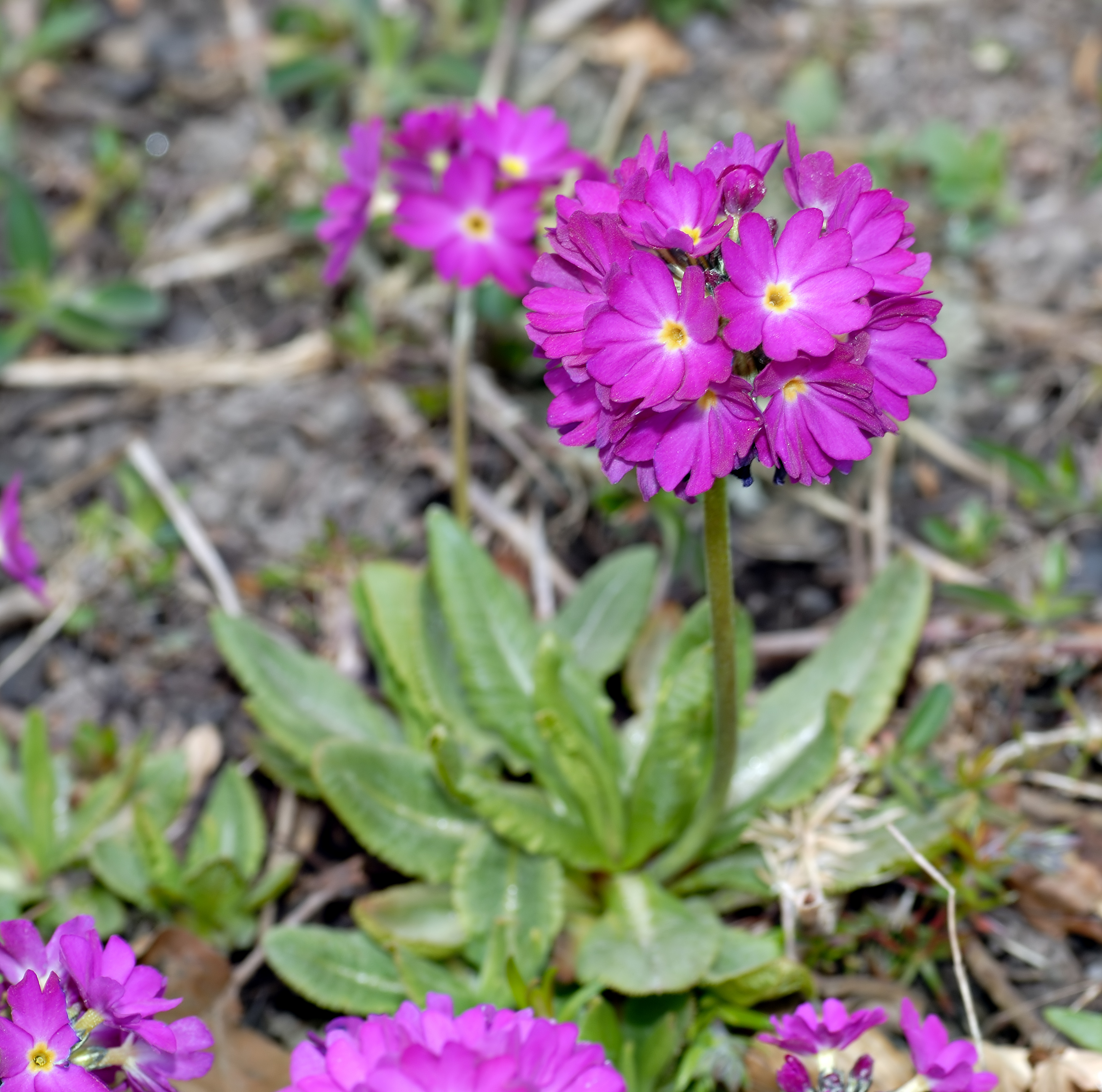 Kuvahaun tulos haulle Primula denticulata