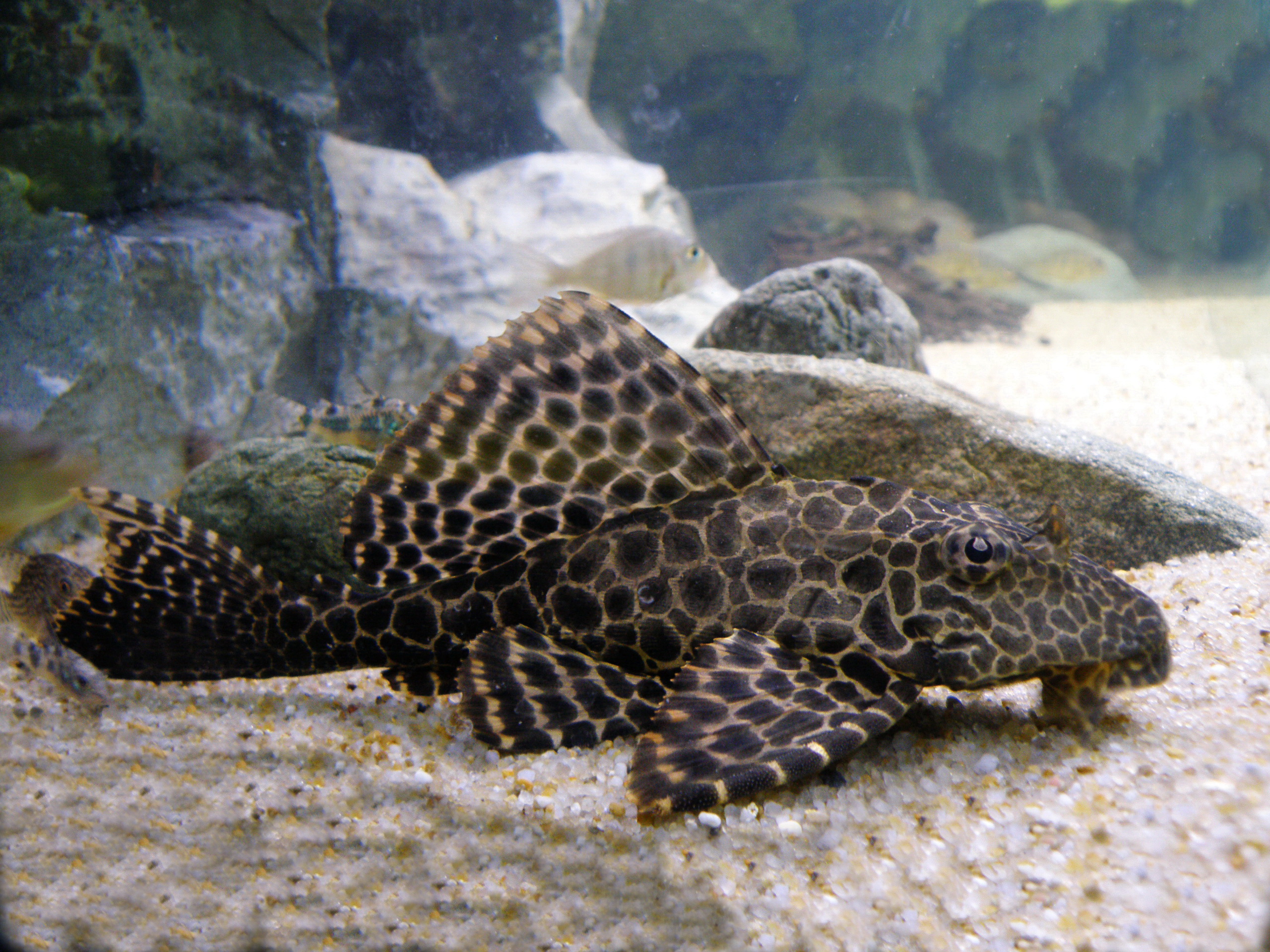 plecostomus florida