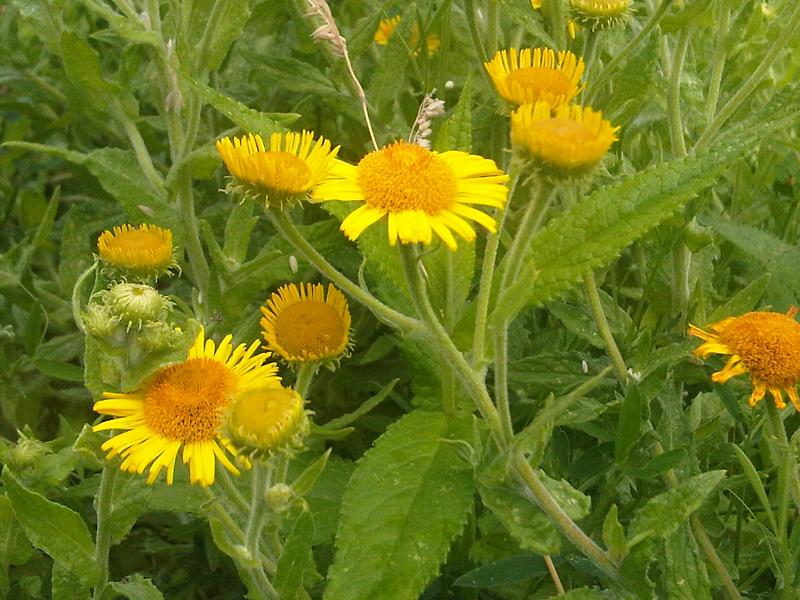 File:Pulicaria dysenterica - wetland 1.jpg