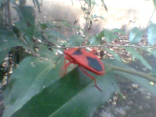 File:Redbug in a leaf.jpg